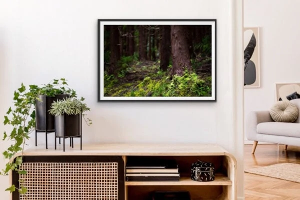 The persistence of moss in an ancient forest. Framed in black