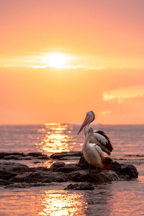Pelicans at sunrise