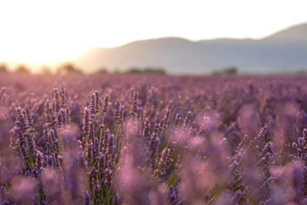 Lavender in the Light - Golden afternoon light streams through a field of lavender. Provence, France