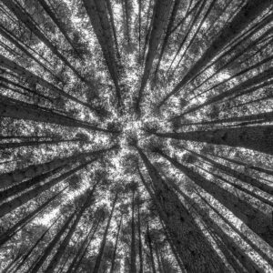 Look up - A different perspective of the towering trunks of Sugar Pine Walk. Laurel Hill, Australia