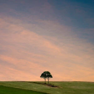 Twins - Two trees, growing as one on a hilltop. Jamberoo, Australia