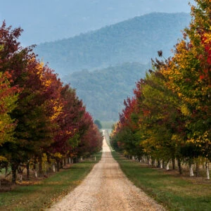 Fine Art print of Autumn Laneway