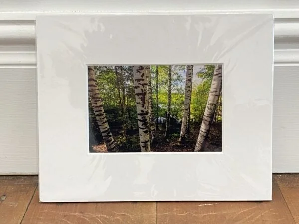 Fine Art print of Birch forest