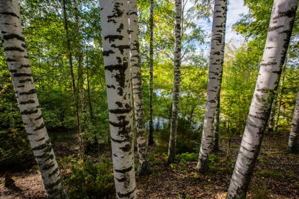 Fine Art print of Birch forest