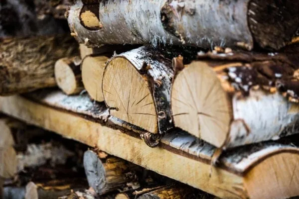 Fine Art print of birch logs